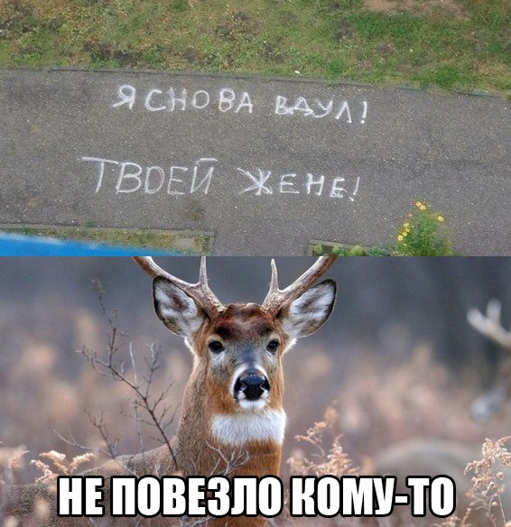 наивный олень, наивный олень вк, наивный олень мем, наивный олень фото, наивный олень картинки