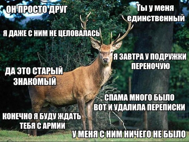 наивный олень, наивный олень вк, наивный олень мем, наивный олень фото, наивный олень картинки