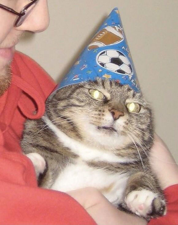 кот вжух