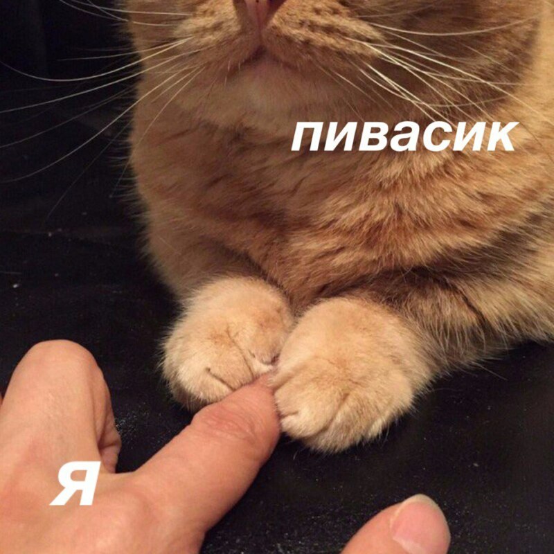 опути непутю мем, мемы опути непутю, опути нипутю, опути нипутю мем, мемы опути нипутю
