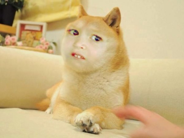 chloe doge
