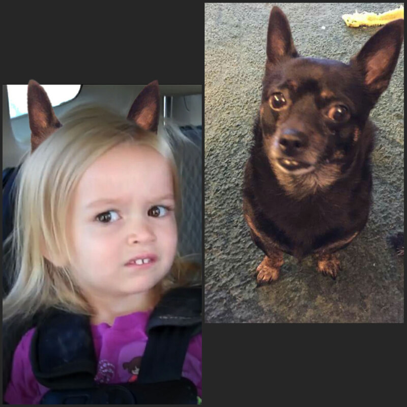 chloe meme