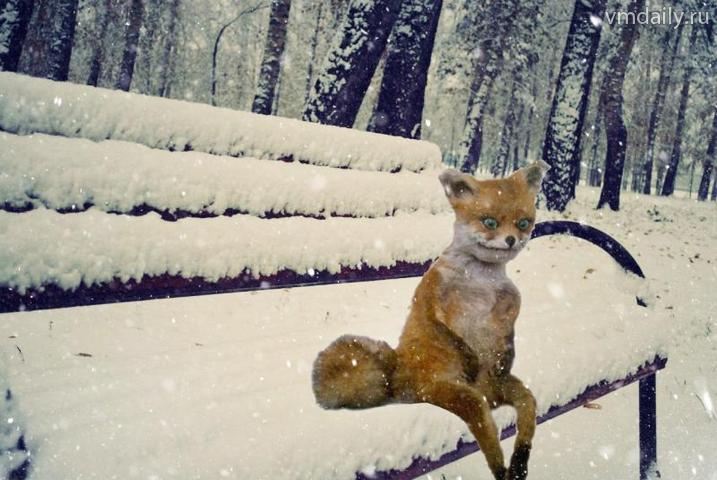 упоротый лис фотожабы упоротый лис фотожабы