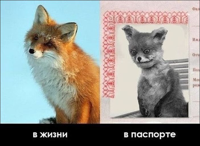 Упоротый лис, в жизни в паспорте