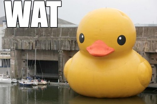 wat duck