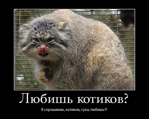 манул манул