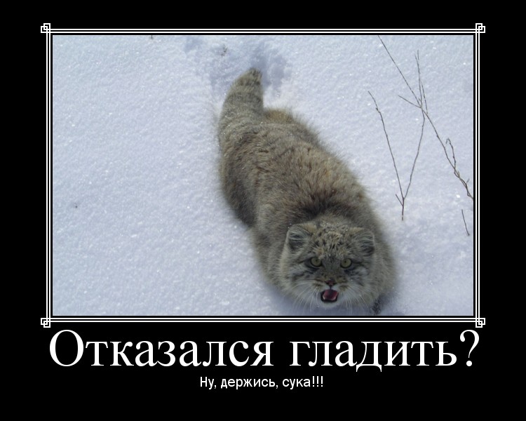 манул мем