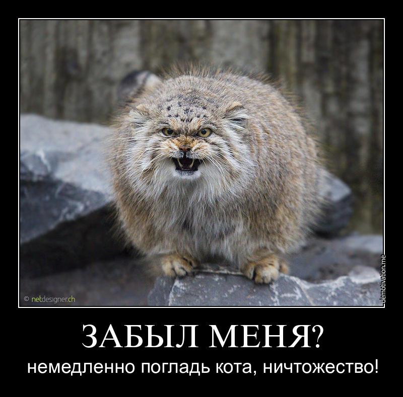 погладь манула