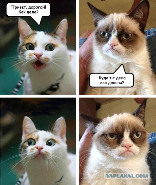 угрюмая кошка, сердитая кошка, грустная кошка, мем нет с котом, родители Grumpy cat, родители сердитого котика, почему Grumpy cat так выглядит, почему грампи кэт так выглядит, почему сердитый котик так выглядит, почему у сердитого котика такая морда, грампи кэт, грампи кет, Tardar Sauce, tard, tartar sauce, grumpy cat, sad cat. угрюмый кот, сердитый кот, злой кот, печальный кот, сердитый котик, мем с котом, угрюмый кот мем, откуда мем угрюмый кот, откуда мем сердитый кот