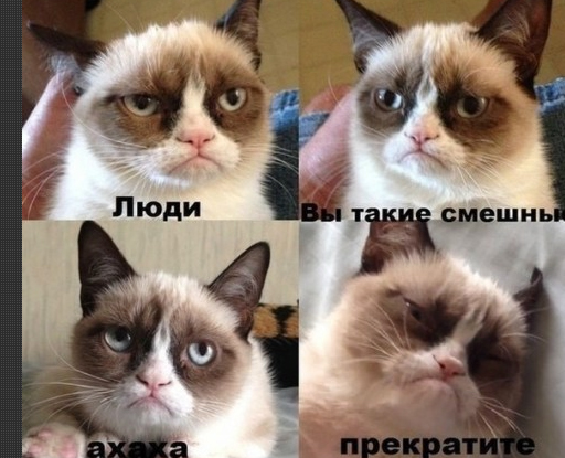 угрюмая кошка, сердитая кошка, грустная кошка, мем нет с котом, родители Grumpy cat, родители сердитого котика, почему Grumpy cat так выглядит, почему грампи кэт так выглядит, почему сердитый котик так выглядит, почему у сердитого котика такая морда, грампи кэт, грампи кет, Tardar Sauce, tard, tartar sauce, grumpy cat, sad cat. угрюмый кот, сердитый кот, злой кот, печальный кот, сердитый котик, мем с котом, угрюмый кот мем, откуда мем угрюмый кот, откуда мем сердитый кот