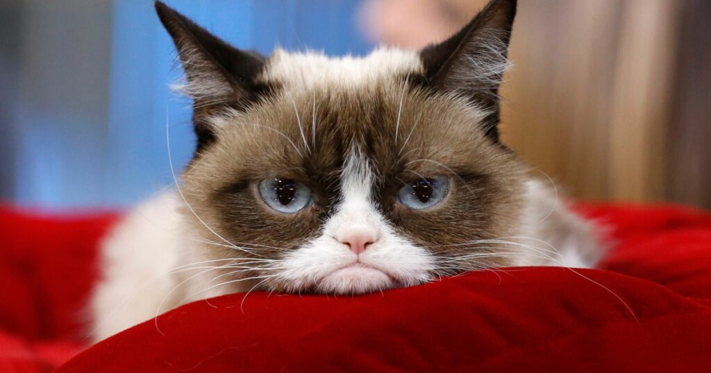 угрюмая кошка, сердитая кошка, грустная кошка, мем нет с котом, родители Grumpy cat, родители сердитого котика, почему Grumpy cat так выглядит, почему грампи кэт так выглядит, почему сердитый котик так выглядит, почему у сердитого котика такая морда, грампи кэт, грампи кет, Tardar Sauce, tard, tartar sauce, grumpy cat, sad cat. угрюмый кот, сердитый кот, злой кот, печальный кот, сердитый котик, мем с котом, угрюмый кот мем, откуда мем угрюмый кот, откуда мем сердитый кот