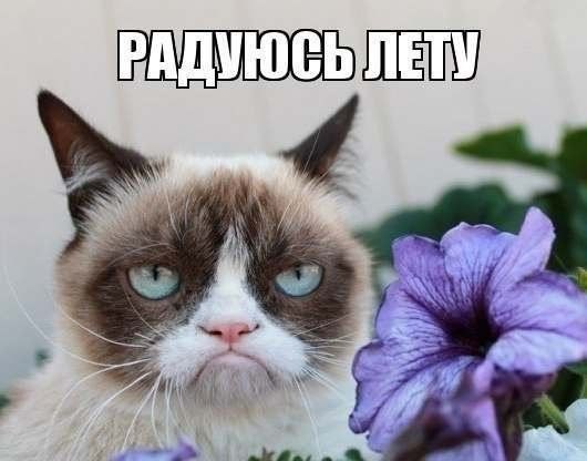 угрюмая кошка, сердитая кошка, грустная кошка, мем нет с котом, родители Grumpy cat, родители сердитого котика, почему Grumpy cat так выглядит, почему грампи кэт так выглядит, почему сердитый котик так выглядит, почему у сердитого котика такая морда, грампи кэт, грампи кет, Tardar Sauce, tard, tartar sauce, grumpy cat, sad cat. угрюмый кот, сердитый кот, злой кот, печальный кот, сердитый котик, мем с котом, угрюмый кот мем, откуда мем угрюмый кот, откуда мем сердитый кот