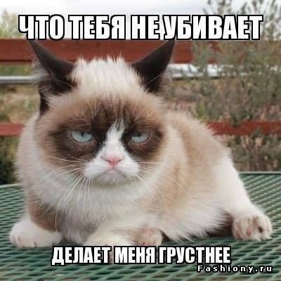 угрюмая кошка, сердитая кошка, грустная кошка, мем нет с котом, родители Grumpy cat, родители сердитого котика, почему Grumpy cat так выглядит, почему грампи кэт так выглядит, почему сердитый котик так выглядит, почему у сердитого котика такая морда, грампи кэт, грампи кет, Tardar Sauce, tard, tartar sauce, grumpy cat, sad cat. угрюмый кот, сердитый кот, злой кот, печальный кот, сердитый котик, мем с котом, угрюмый кот мем, откуда мем угрюмый кот, откуда мем сердитый кот