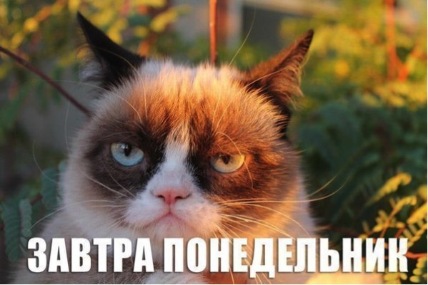 угрюмая кошка, сердитая кошка, грустная кошка, мем нет с котом, родители Grumpy cat, родители сердитого котика, почему Grumpy cat так выглядит, почему грампи кэт так выглядит, почему сердитый котик так выглядит, почему у сердитого котика такая морда, грампи кэт, грампи кет, Tardar Sauce, tard, tartar sauce, grumpy cat, sad cat. угрюмый кот, сердитый кот, злой кот, печальный кот, сердитый котик, мем с котом, угрюмый кот мем, откуда мем угрюмый кот, откуда мем сердитый кот