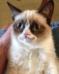 угрюмая кошка, сердитая кошка, грустная кошка, мем нет с котом, родители Grumpy cat, родители сердитого котика, почему Grumpy cat так выглядит, почему грампи кэт так выглядит, почему сердитый котик так выглядит, почему у сердитого котика такая морда, грампи кэт, грампи кет, Tardar Sauce, tard, tartar sauce, grumpy cat, sad cat. угрюмый кот, сердитый кот, злой кот, печальный кот, сердитый котик, мем с котом, угрюмый кот мем, откуда мем угрюмый кот, откуда мем сердитый кот