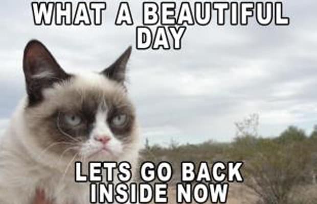 угрюмая кошка, сердитая кошка, грустная кошка, мем нет с котом, родители Grumpy cat, родители сердитого котика, почему Grumpy cat так выглядит, почему грампи кэт так выглядит, почему сердитый котик так выглядит, почему у сердитого котика такая морда, грампи кэт, грампи кет, Tardar Sauce, tard, tartar sauce, grumpy cat, sad cat. угрюмый кот, сердитый кот, злой кот, печальный кот, сердитый котик, мем с котом, угрюмый кот мем, откуда мем угрюмый кот, откуда мем сердитый кот
