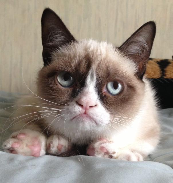 родители Grumpy cat, родители сердитого котика, почему Grumpy cat так выглядит, почему грампи кэт так выглядит, почему сердитый котик так выглядит, почему у сердитого котика такая морда, грампи кэт, грампи кет, Tardar Sauce, tard, tartar sauce, grumpy cat, sad cat. угрюмый кот, сердитый кот, злой кот, печальный кот, сердитый котик, мем с котом, угрюмый кот мем, откуда мем угрюмый кот, откуда мем сердитый кот