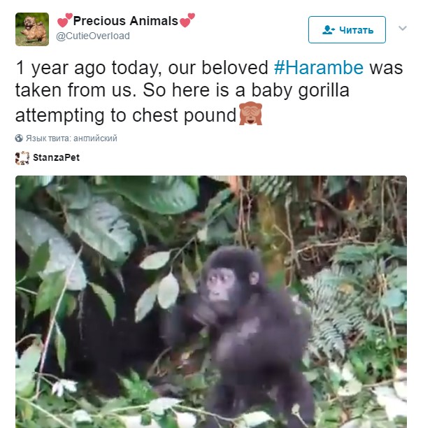 harambe, харамбе, харамбе год