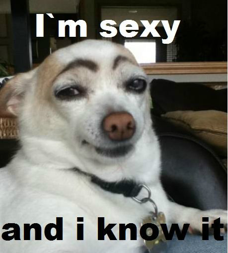 i'm sexy and i know it животные
