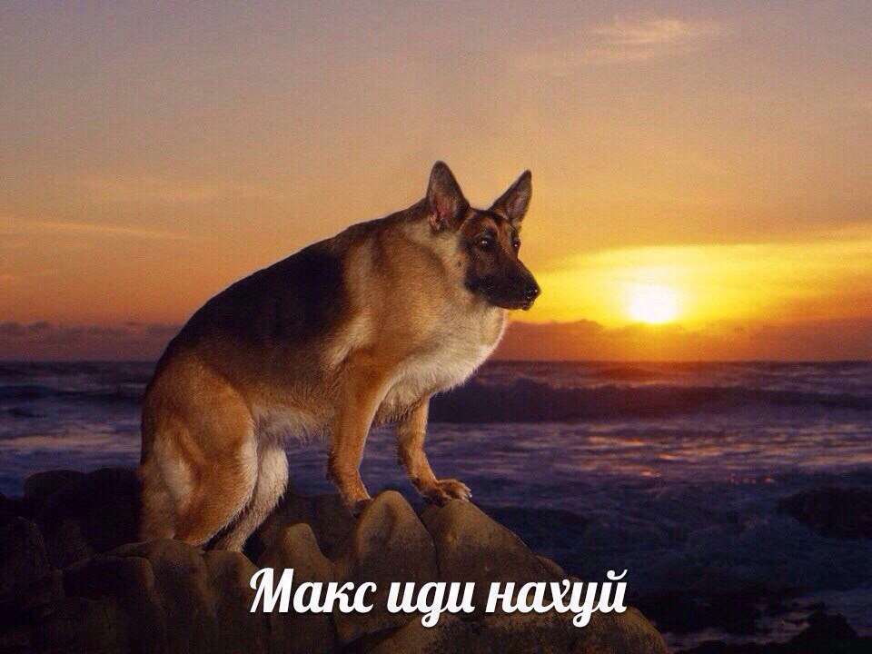 макс иди нахуй мем