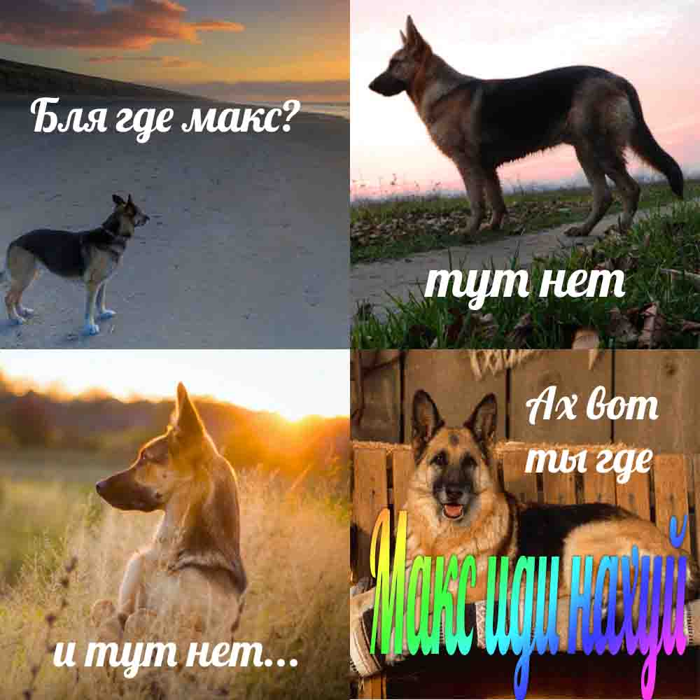 макс иди нахуй собака