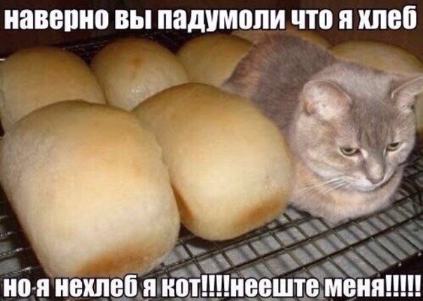 нееште меня я кот