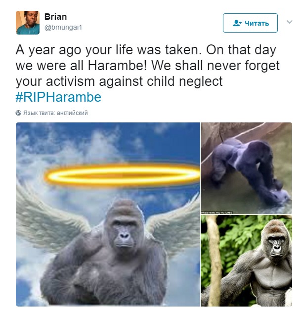 harambe, харамбе, харамбе год
