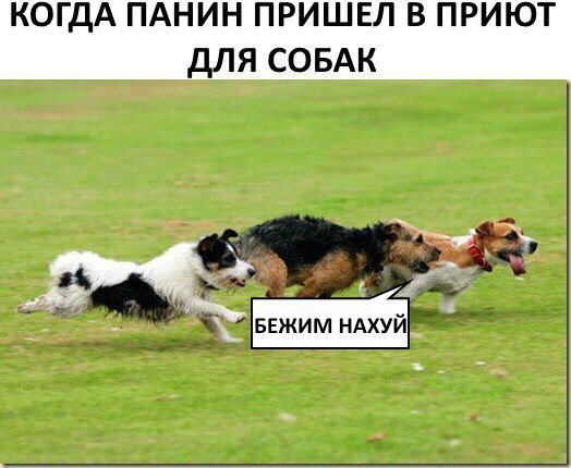 панин и собаки