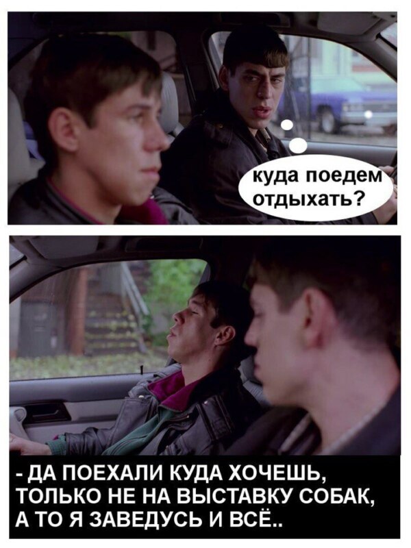 панин собака мемы