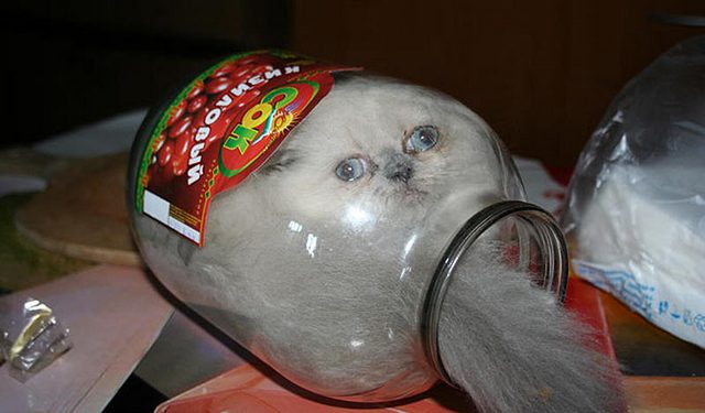 подумой кот