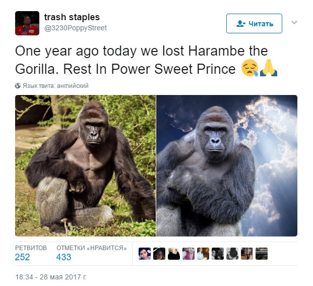 harambe, харамбе, харамбе год