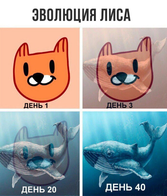 рыжий лис игра, рыжий лис мемы, что за рыжий лис, рыжий лис вк, мемы с рыжим лисом, рыжий лис синий кит, свежие мемы, какой мем популярен, стикеры вк, как получить стикер лис