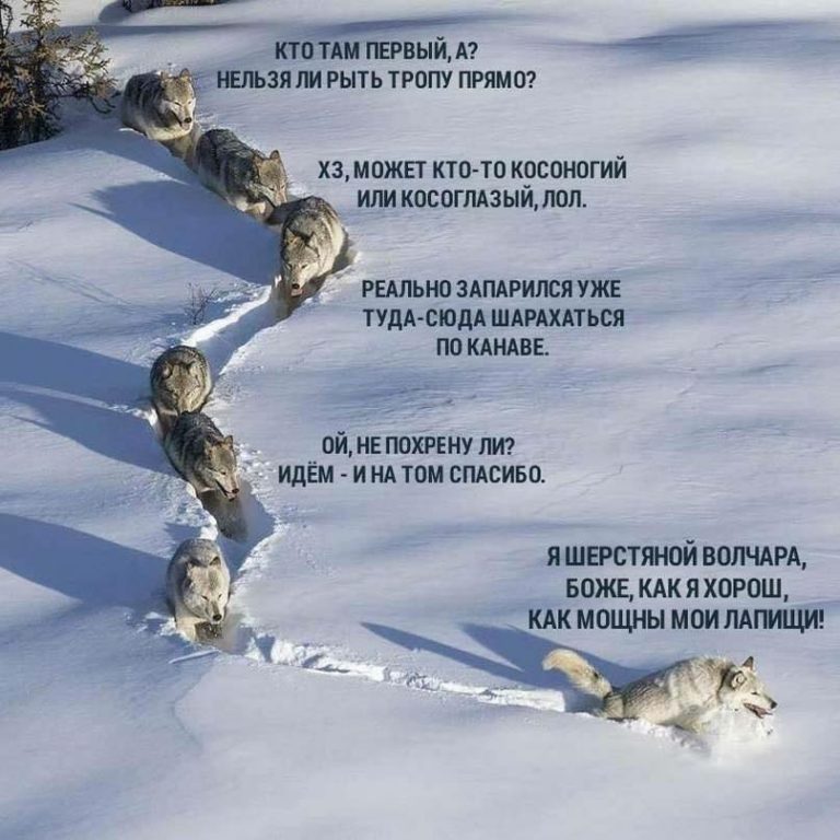 Шерстяной волчара, Боже как я хорош, шерстяной волчара боже как я хорош, как я хорош, как я хорош как мощны мои лапищи, как мощны мои лапищи, мем со стаей волков, стая волков мем, волки в снегах мем