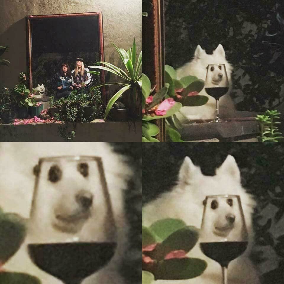 doggo glass