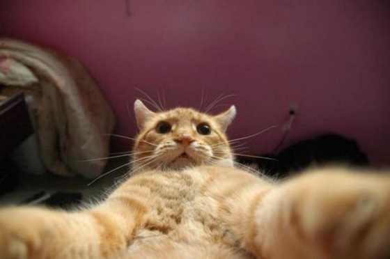 рыжий кот, рыжий кот мем, мем рыжий кот, мем с рыжим котом, откуда мем рыжий кот, откуда мем с рыжим котом, джонни кэтсвилл, джони кэтсвилл, джонни кэтсвил, джони кэтсвил, джонни кетсвилл, джони кетсвилл, джонни кетсвил, джони кетсвил, мем джонни кэтсвилл, мем джони кэтсвилл, мем джонни кэтсвил, мем джони кэтсвил, джонни кэтсвилл мем, джони кэтсвилл мем, джонни кэтсвил мем, джони кэтсвил мем, кот блогер мем, мем кот-блогер, кот-блогер мем, мем кот блогер, чудаки, джонни ноксвилл, почему джонни кэтсвилл, почему мем называется джонни кэтсвилл, джонни кэтсвилл оригинал, джонни кэтсвилл шаблон, джонни кэтсвилл приколы, приколы джонни кэтсвилл, джонни кэтсвилл происхождение мема, происхождение мема джонни кэтсвилл, Johnny Knoxville, джонни ноксвилл, кого пародирует джонни кэтсвилл, jackass, чудаки