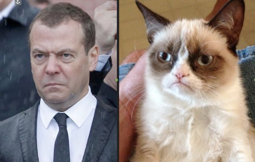 медведев grumpy cat