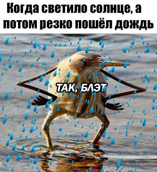 так блэт, так блэт мем, так блэд, птица с руками, киви с руками, блэт, так блэт птица,