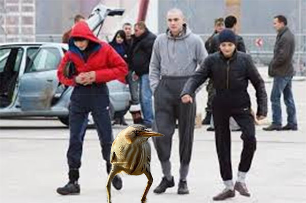птица гопник