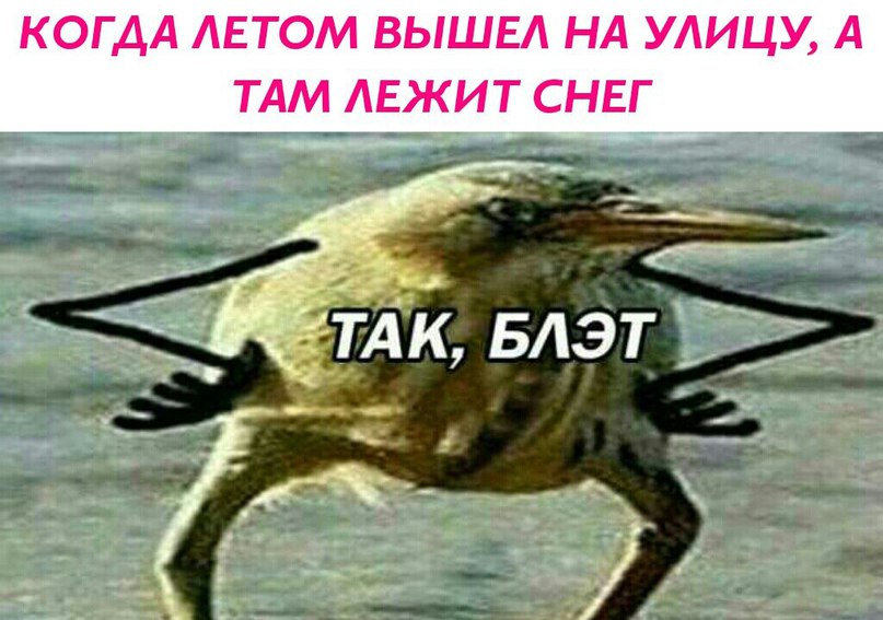 так блэт, так блэт мем, так блэд, птица с руками, киви с руками, блэт, так блэт птица,