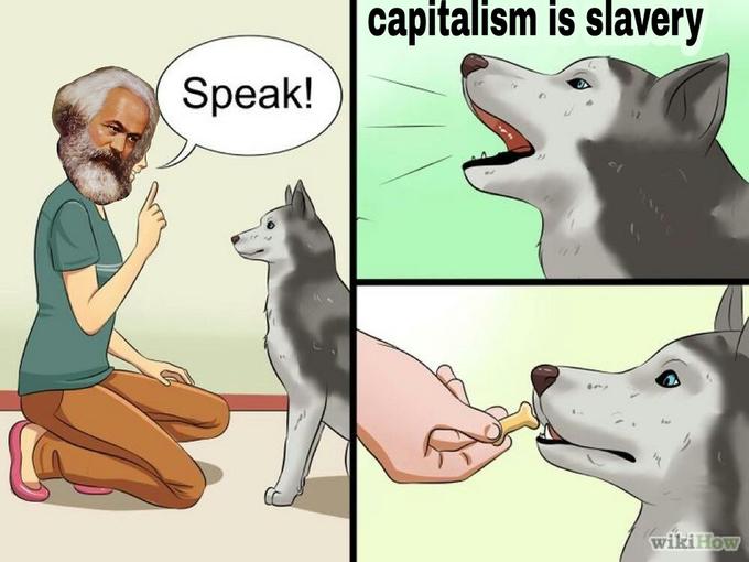 мем собака говорит