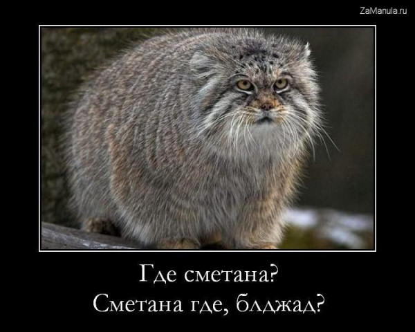 блджад мем