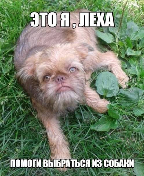 Помоги выбраться из собаки где леха