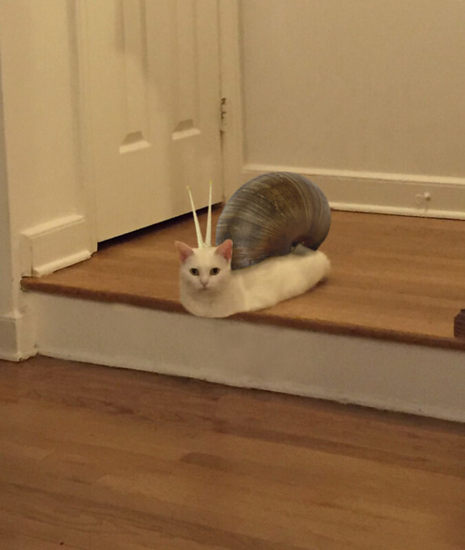 жидкий кот
