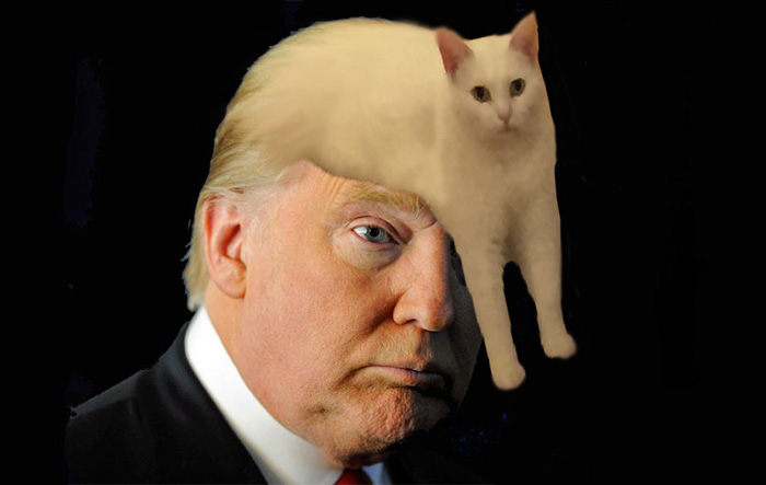 жидкий кот