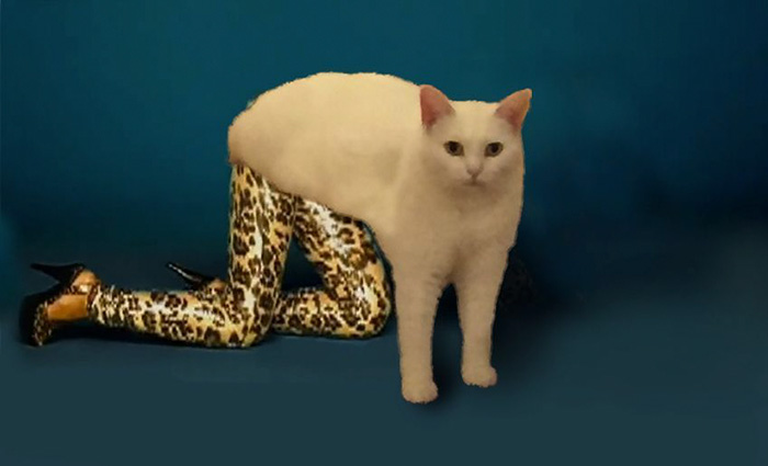 жидкий кот