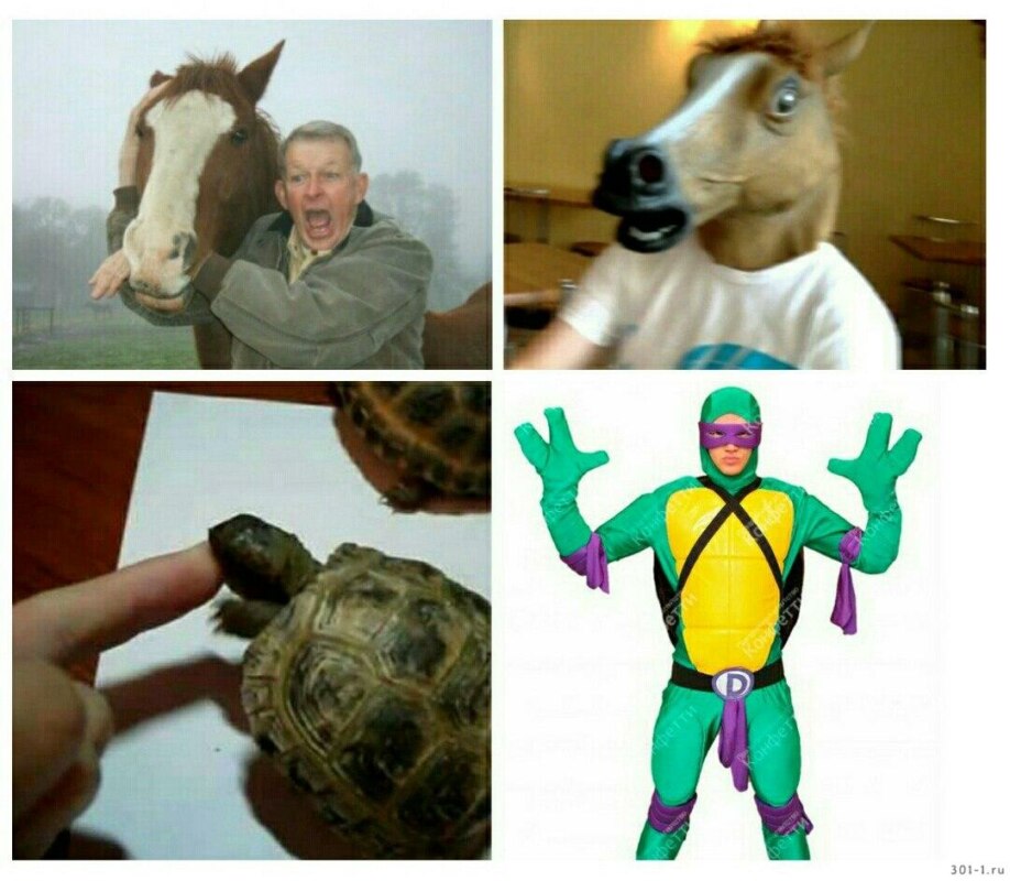 когда укусила черепаха