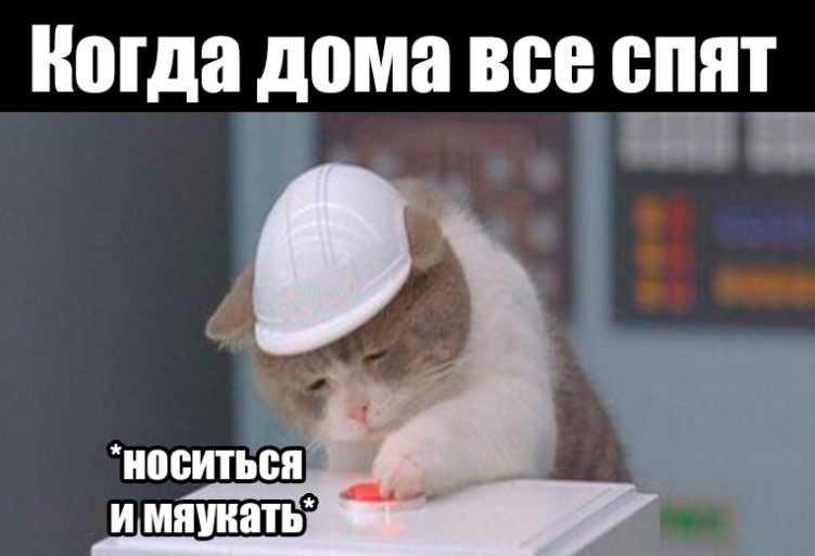 кот нажимает на кнопку кот и красная кнопка