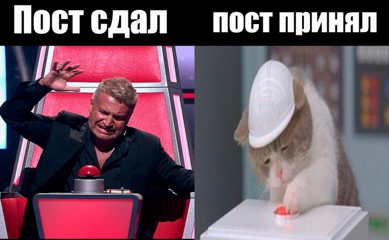 кот нажимает на кнопку кот и красная кнопка