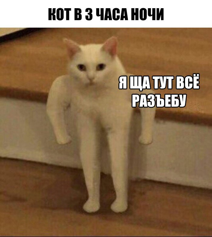 кот качок мем 