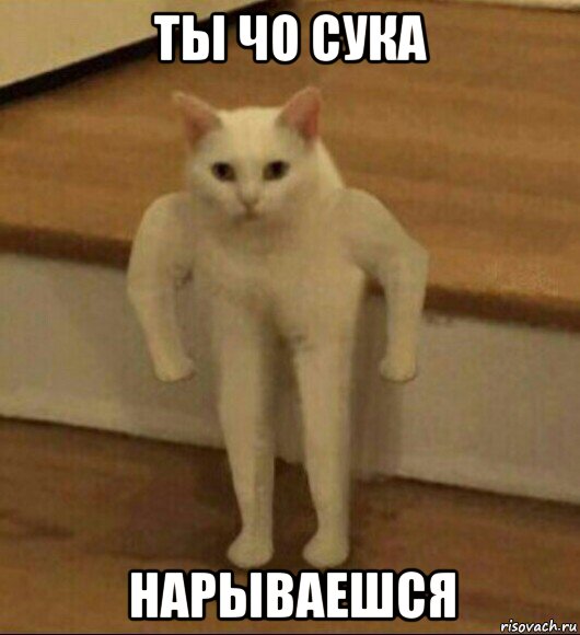кот качок мем